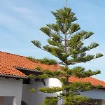 Panoramikos Asfendiou